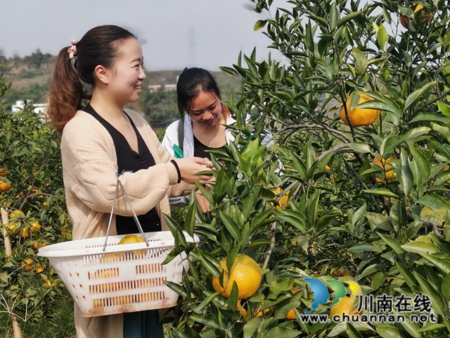 瀘縣福集鎮(zhèn)魚目村：打工夫婦返鄉(xiāng)創(chuàng)業(yè)三年，荒山變成花果山！(圖1)