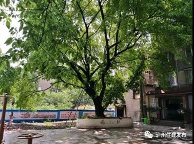 古樹(shù)站C位，“酒城古樹(shù)微景觀”創(chuàng)意活動(dòng)啟動(dòng)！(圖2)