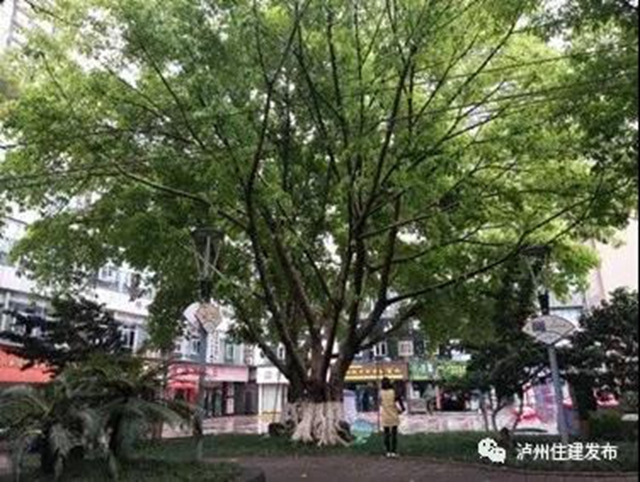古樹(shù)站C位，“酒城古樹(shù)微景觀”創(chuàng)意活動(dòng)啟動(dòng)！(圖3)