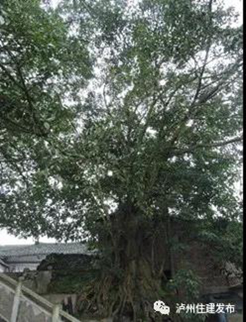 古樹(shù)站C位，“酒城古樹(shù)微景觀”創(chuàng)意活動(dòng)啟動(dòng)！(圖7)