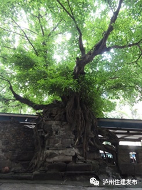 古樹(shù)站C位，“酒城古樹(shù)微景觀”創(chuàng)意活動(dòng)啟動(dòng)！(圖8)