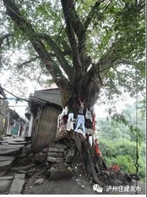 古樹(shù)站C位，“酒城古樹(shù)微景觀”創(chuàng)意活動(dòng)啟動(dòng)！(圖9)