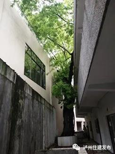 古樹(shù)站C位，“酒城古樹(shù)微景觀”創(chuàng)意活動(dòng)啟動(dòng)！(圖11)