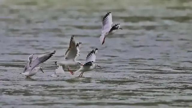 驚呆了！內(nèi)江驚現(xiàn)這么多珍稀鳥類——(圖1)