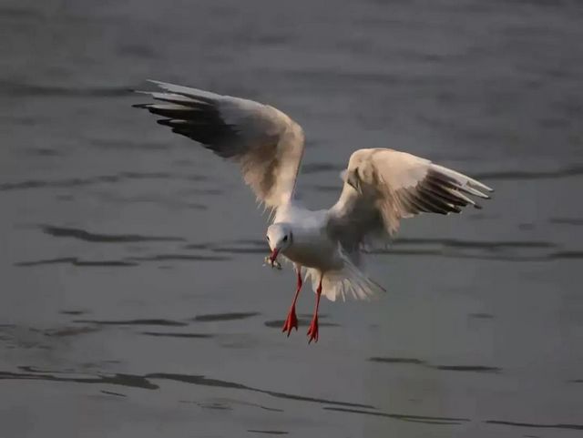 驚呆了！內(nèi)江驚現(xiàn)這么多珍稀鳥類——(圖8)