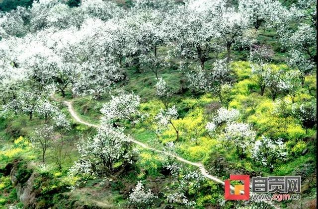 美了美了！自貢首個(gè)“四川特色氣候小鎮(zhèn)”得名“云林”(圖4)