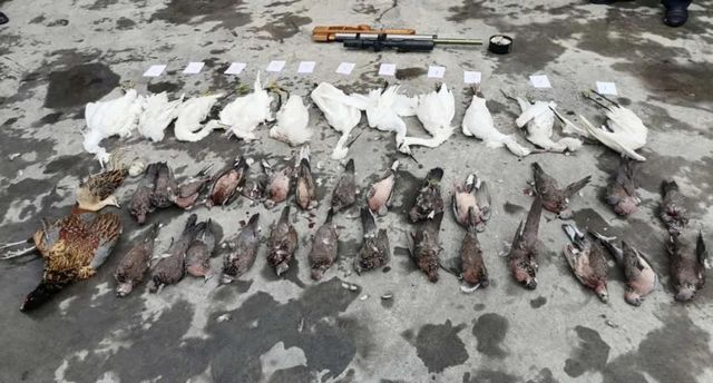 震怒！瀘州夫妻野外“射鳥”，被群眾拍下……