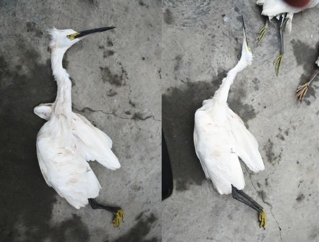 震怒！瀘州夫妻野外“射鳥”，被群眾拍下……(圖13)