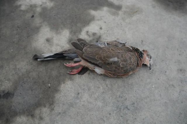 震怒！瀘州夫妻野外“射鳥”，被群眾拍下……(圖9)