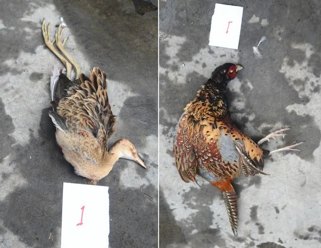震怒！瀘州夫妻野外“射鳥”，被群眾拍下……(圖14)