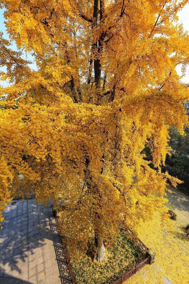 舉杯世界 幸福江陽(yáng) 丨初冬銀杏，一眼動(dòng)心(圖1)