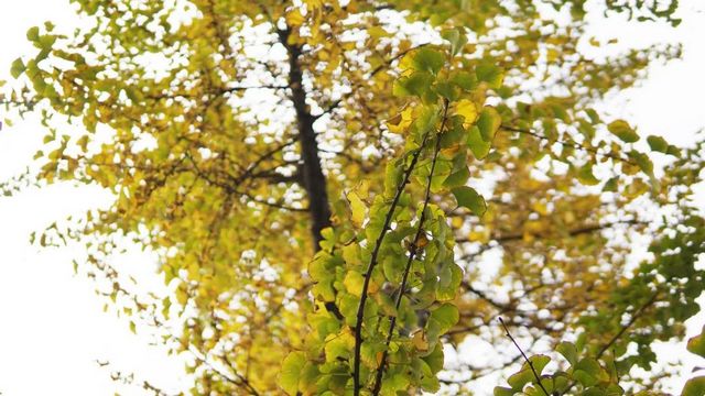 舉杯世界 幸福江陽(yáng) 丨初冬銀杏，一眼動(dòng)心(圖3)