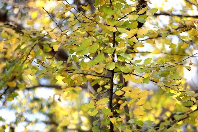 舉杯世界 幸福江陽(yáng) 丨初冬銀杏，一眼動(dòng)心(圖7)