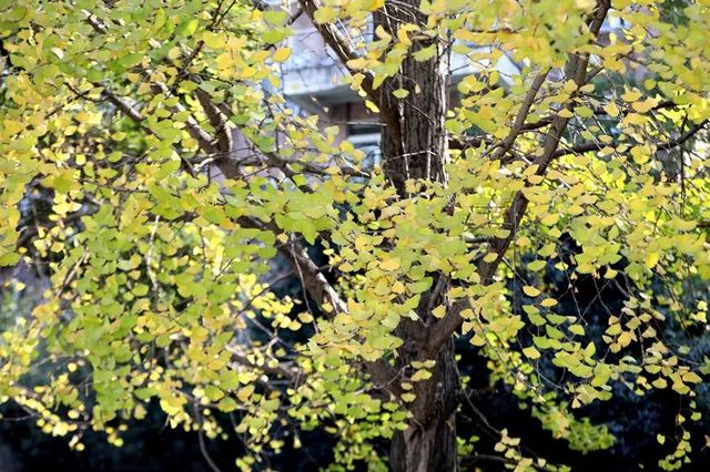 舉杯世界 幸福江陽(yáng) 丨初冬銀杏，一眼動(dòng)心(圖8)