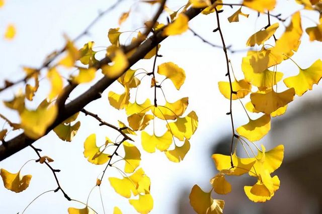 舉杯世界 幸福江陽(yáng) 丨初冬銀杏，一眼動(dòng)心(圖11)