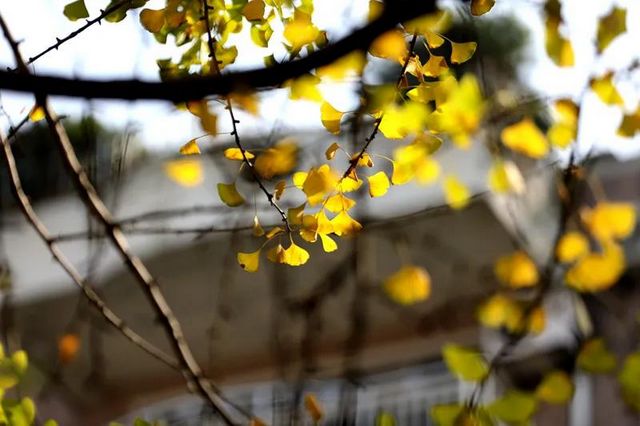 舉杯世界 幸福江陽(yáng) 丨初冬銀杏，一眼動(dòng)心(圖16)