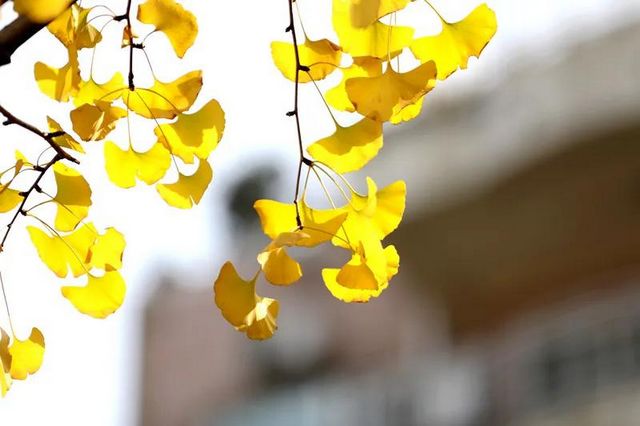 舉杯世界 幸福江陽(yáng) 丨初冬銀杏，一眼動(dòng)心(圖9)