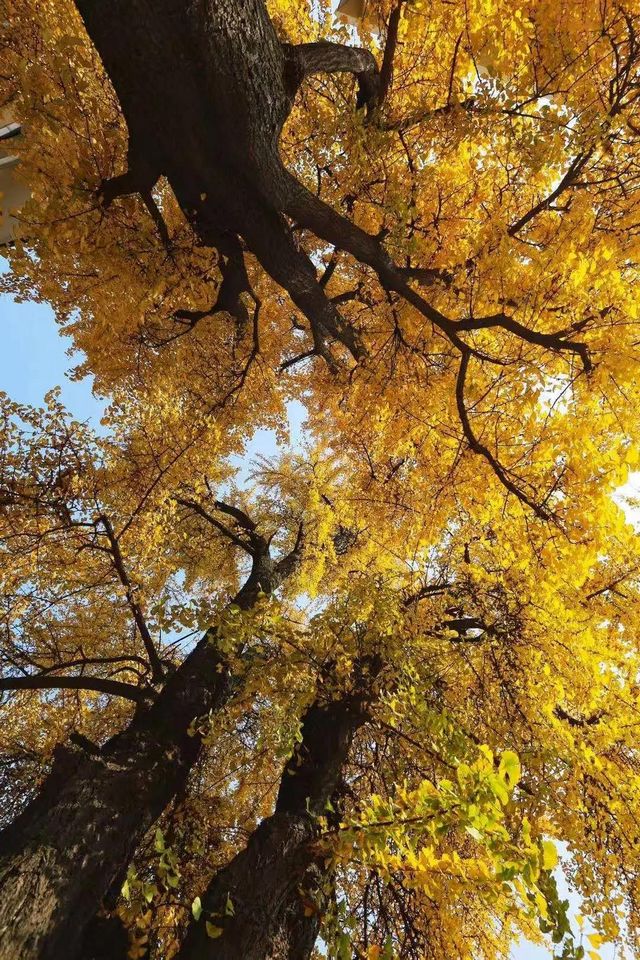 舉杯世界 幸福江陽(yáng) 丨初冬銀杏，一眼動(dòng)心(圖22)