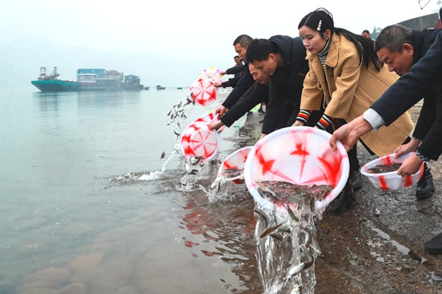 1400余尾國家一級重點保護動物達氏鱘在長江瀘州段放流(圖2)