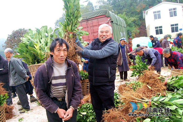 納溪“特聘村主任”李文金：退休創(chuàng)業(yè)功成，回鄉(xiāng)扶助鄉(xiāng)親