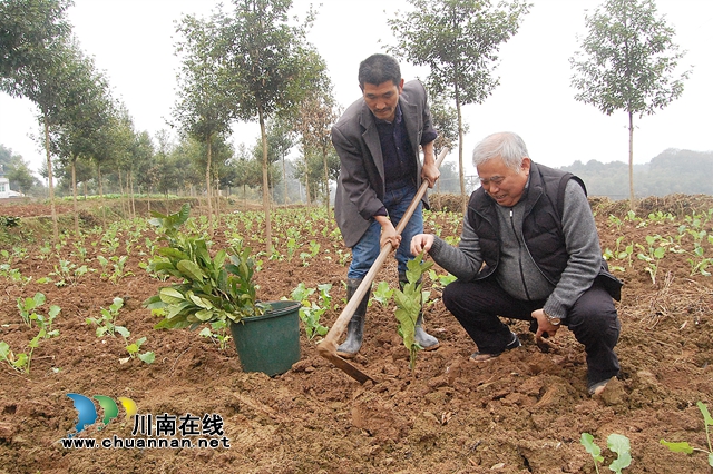 納溪“特聘村主任”李文金：退休創(chuàng)業(yè)功成，回鄉(xiāng)扶助鄉(xiāng)親(圖2)