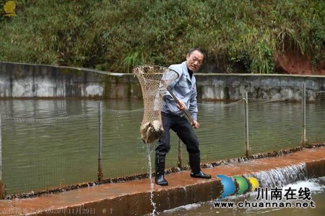 山澗溪流活源頭，桫欏樹下魚兒游！“赤擺擺”高山冷水魚品質(zhì)看得見(圖3)