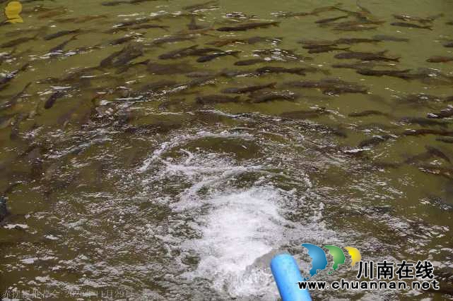 山澗溪流活源頭，桫欏樹下魚兒游！“赤擺擺”高山冷水魚品質(zhì)看得見(圖2)