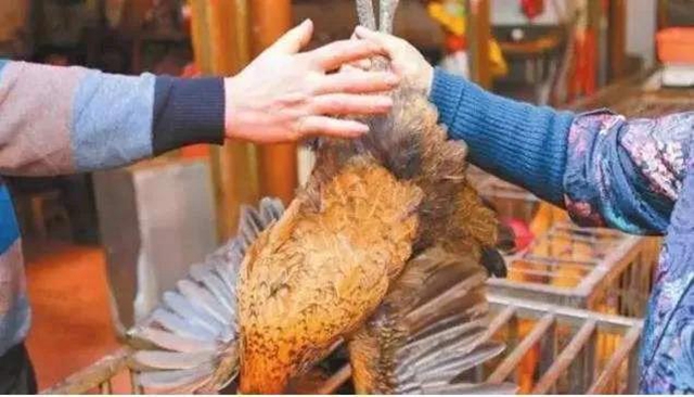 自貢中心城區(qū)擬全面禁止活禽市場交易(圖1)