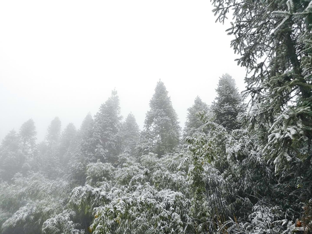 古藺箭竹蔓嶺的雪來了！快看！(圖2)