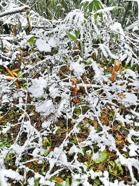 古藺箭竹蔓嶺的雪來了！快看！(圖4)