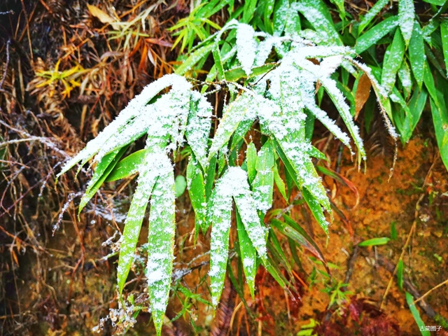 古藺箭竹蔓嶺的雪來了！快看！(圖3)