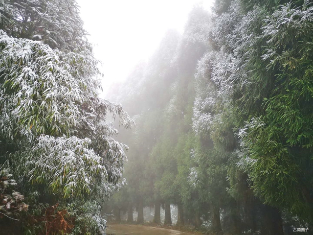 古藺箭竹蔓嶺的雪來了！快看！(圖5)
