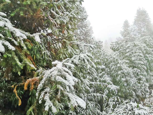 古藺箭竹蔓嶺的雪來了！快看！(圖6)