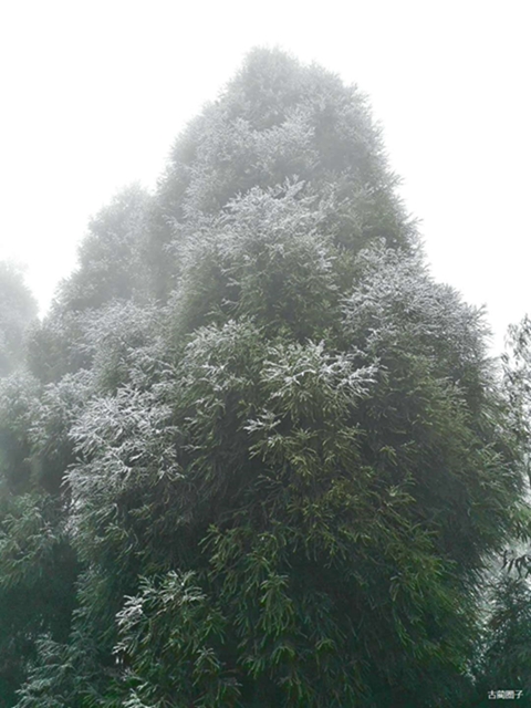 古藺箭竹蔓嶺的雪來了！快看！(圖8)