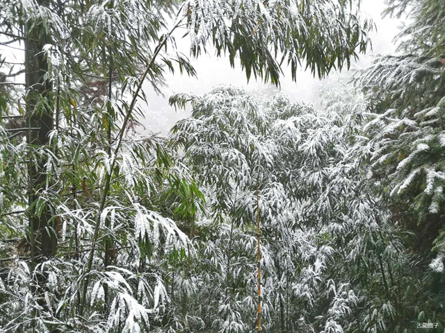 古藺箭竹蔓嶺的雪來了！快看！(圖7)
