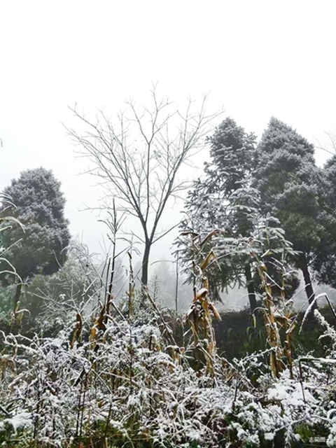 古藺箭竹蔓嶺的雪來了！快看！(圖9)