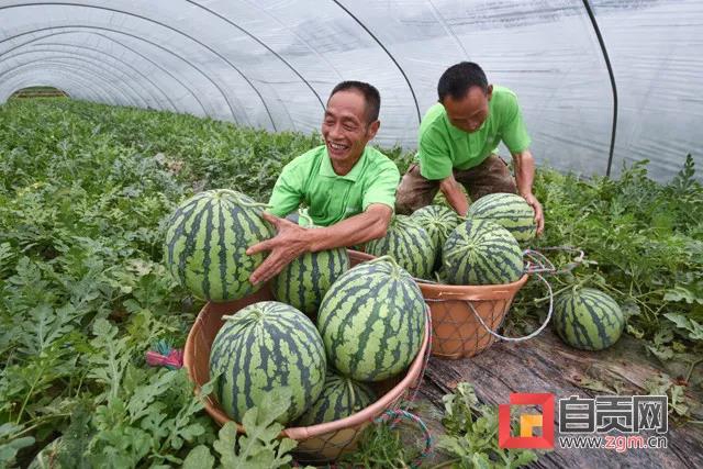 厲害了！自貢這兩個(gè)鎮(zhèn)（鄉(xiāng)）全國有“品”(圖4)
