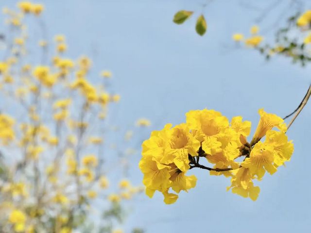瀘州長(zhǎng)江濱江路景觀已恢復(fù)原貌，四條景觀大道升級(jí)完成(圖8)