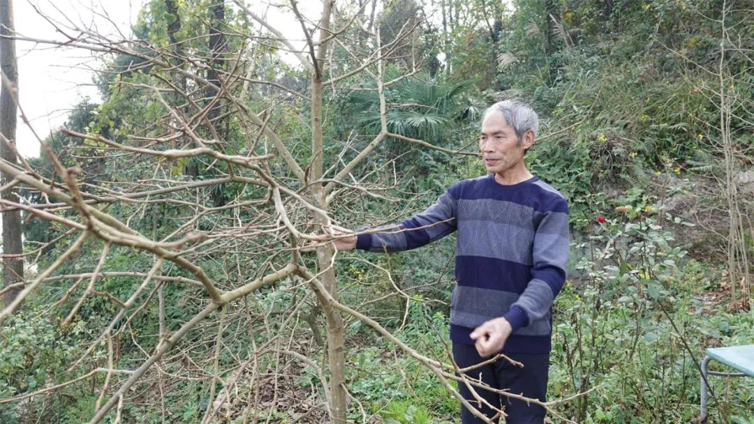 好人閔弟聰！一位閑不住的老支書(shū)(圖8)
