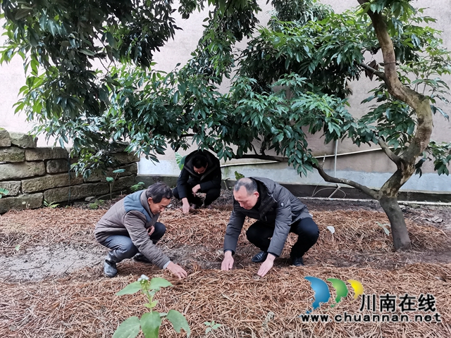 瀘縣牛灘鎮(zhèn)新嘉村 “菇娘”出嫁啦！(圖1)