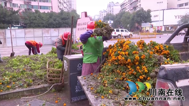 合江少岷路升級改造，綠化樹木“搬新家”(圖7)