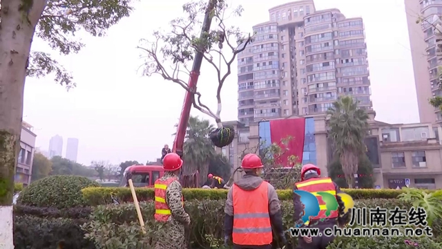合江少岷路升級改造，綠化樹木“搬新家”(圖8)