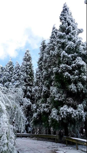 冰雪奇緣！快來(lái)古藺捕捉陽(yáng)光下的雪封仙境！(圖16)