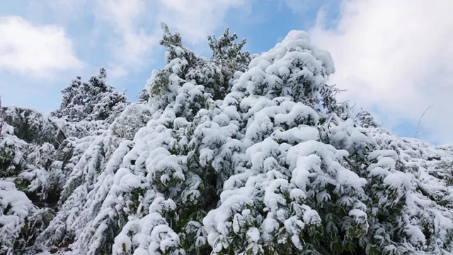 冰雪奇緣！快來(lái)古藺捕捉陽(yáng)光下的雪封仙境！(圖17)