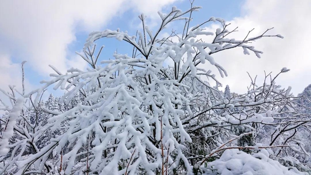 冰雪奇緣！快來(lái)古藺捕捉陽(yáng)光下的雪封仙境！(圖19)