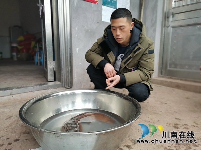 瀘縣：村民溪里發(fā)現(xiàn)重6斤多的娃娃魚，已成功放歸(圖3)