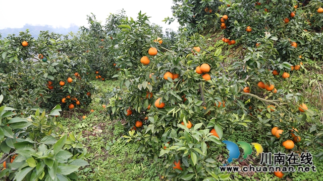 智慧農(nóng)業(yè)+訂單銷售，瀘縣這家農(nóng)場成興農(nóng)增收新樣本(圖5)