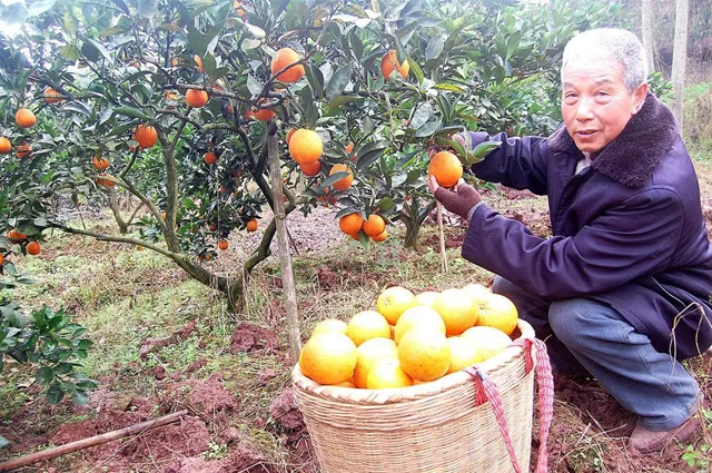 退休回鄉(xiāng)種甜橙 瀘州七旬老人年入10萬