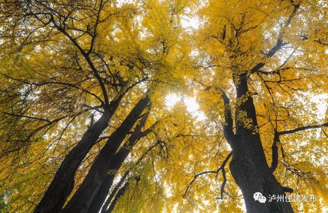 限時觀賞！瀘州這8個地方銀杏金黃，速來打卡！(圖2)