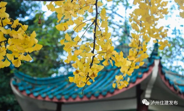 限時觀賞！瀘州這8個地方銀杏金黃，速來打卡！(圖1)